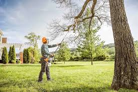 How Our Tree Care Process Works  in  Brownsville, TN