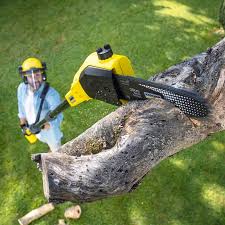 Best Lawn Maintenance Plans  in Brownsville, TN