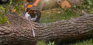 Best Tree Trimming and Pruning  in Brownsville, TN