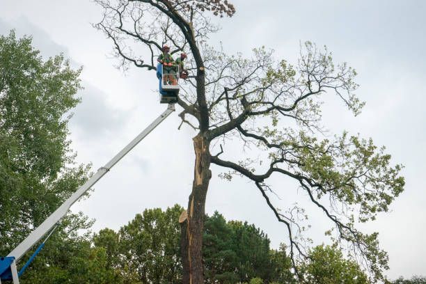 Best Emergency Tree Removal  in Brownsville, TN