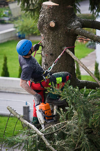 Best Tree Cabling and Bracing  in Brownsville, TN