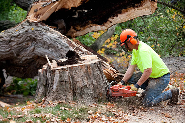 Best Fruit Tree Pruning  in Brownsville, TN