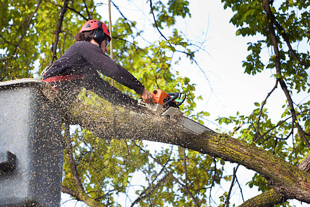 Best Tree Risk Assessment  in Brownsville, TN