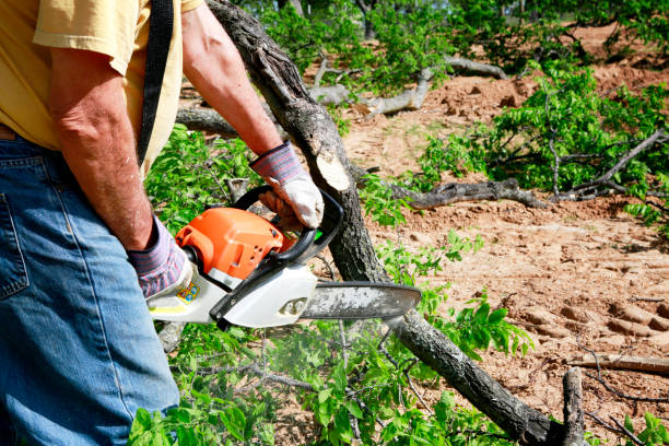 Best Tree Mulching  in Brownsville, TN